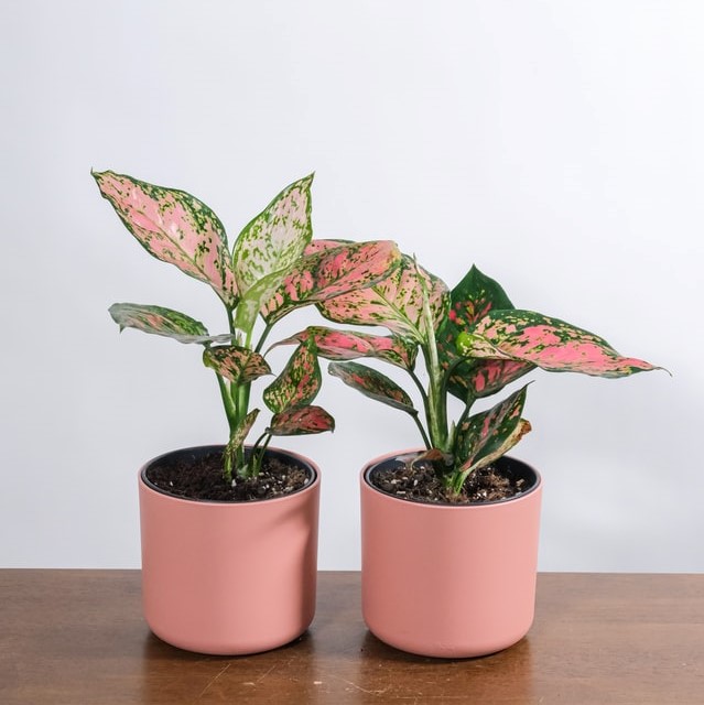 planter